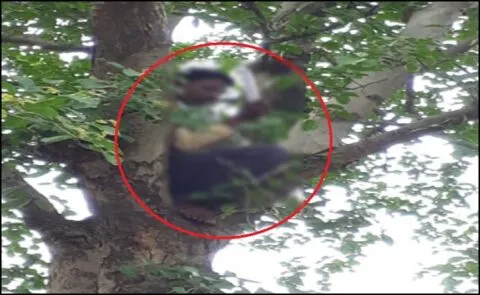 किच्छा: प्रधानमंत्री से बात कराने की मांग को लेकर पेड़ पर चढ़ा युवक, चाकू से खुद को किया लहूलुहान