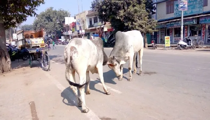 अयोध्या : क्षेत्र में नहीं हैं छुट्टा जानवर, ग्राम सचिव ने लगाई झूठी रिपोर्ट