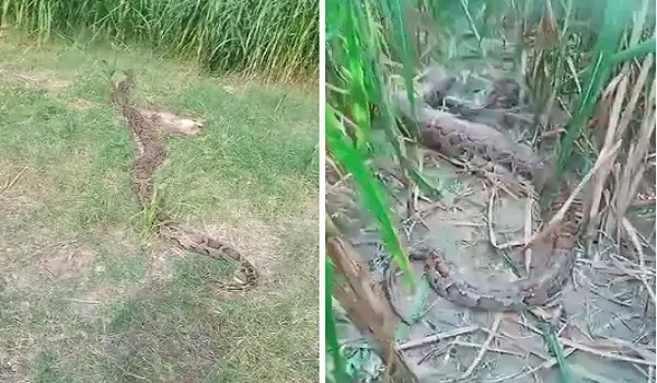 अमरोहा : खेत में 14 फुट लंबा अजगर दिखने पर मचा हड़कंप, ग्रामीणों में दहशत का माहौल