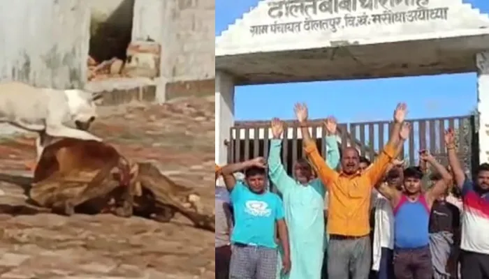 अयोध्या: गोशालाओं का हाल बेहाल, गाय के शव को कुत्ते ने नोचा, भड़के ग्रामीण