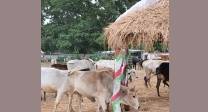 गौ आश्रय स्थलों के निरीक्षण के लिए सभी मंडलों में नोडल अधिकारी नियुक्त, अधिकारी करेंगे स्थलीय निरीक्षण