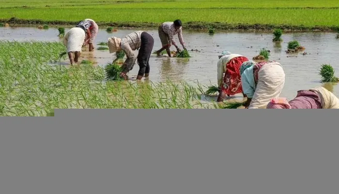 कौशांबी: मानसून के महीनों में हुई कम बारिश, धान किसानों की बढ़ी मुसीबत