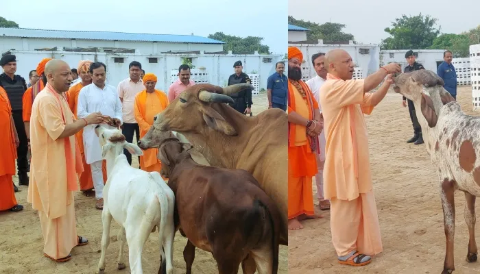 गोरखनाथ मंदिर में सीएम ने नंदी व बछडों को खिलाया गुड़-चना, योगी की आवाज पर झूमते चले आए बछड़े