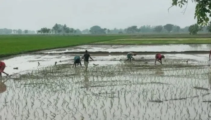 अयोध्या: बरसात की आस लगाए किसान देख रहे आसमान, नहीं हो रही झमाझम बारिश