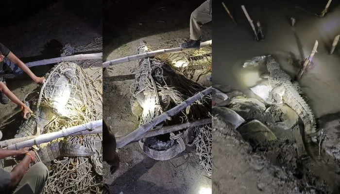 बहराइच: घर के निकट पहुंच गया मगरमच्छ, वन कर्मियों ने पकड़ा