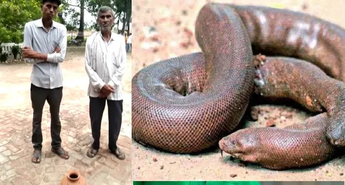 बहराइच: रेड सैंड बोआ सांप को पकड़कर घर में किया कैद, डेढ़ लाख का जुर्माना