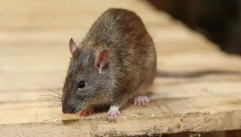 सरकारी स्कूलों में ‘चूहों का राज’! 10 छात्राओं को काटा…ले जाना पड़ा अस्पताल