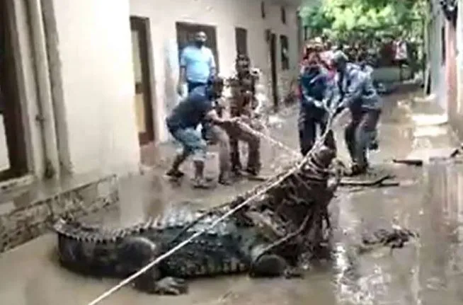 Video: प्रयागराज की सड़कों पर मगरमच्छ, खा गया कई सूअर, घरों में दुबके लोग