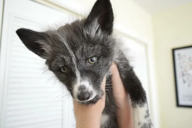 Alex with the lovely three-legged rescue fox, Matilda,