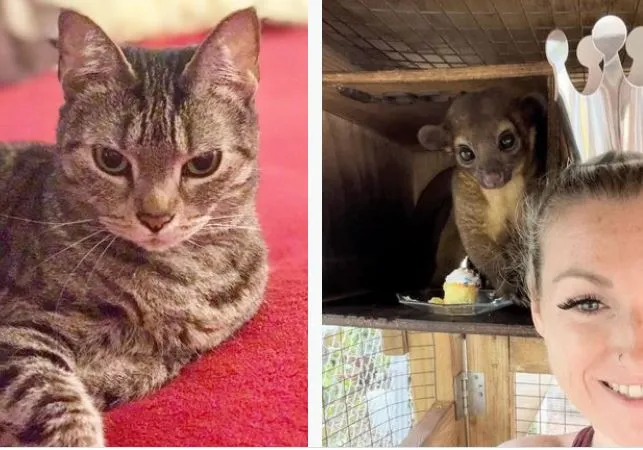 ऐसी दीवानगी देखी नहीं कहीं: OMG! मरे हुए जानवरों की राख से टैटू बनवाती है ये महिला