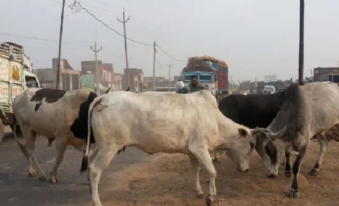 अयोध्या: छुट्टा मवेशियों के धरपकड़ का अभियान फेल, हाईवे पर बढ़ीं दुर्घटनाएं
