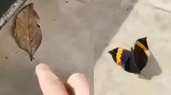 सूखे पत्ते और तितली में यूजर्स हुए कंफ्यूज, वीडियो देख उड़ जाएंगे होश