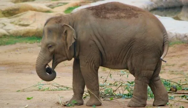 छत्तीसगढ़: ग्रामीणों ने हाथी के बच्चे को बचाया, वन विभाग के कर्मचारियों को सौंपा