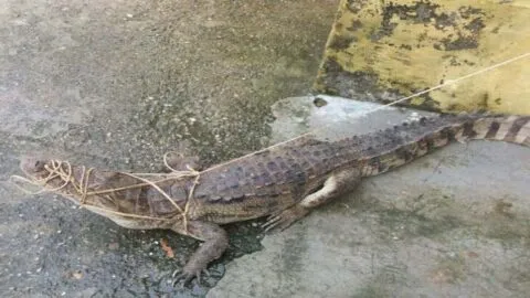 खटीमा: मझोला के गंगोत्री कॉलोनी में मगरमच्छ दिखने से दहशत