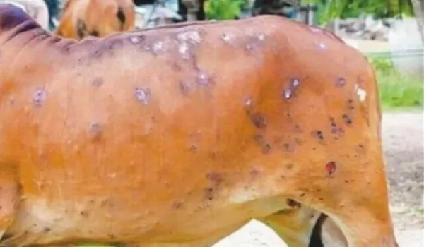 मुरादाबाद : लंपी वायरस से एक पशु की मौत, संक्रमण से निपटने के लिए कराया जा रहा वैक्सीनेशन