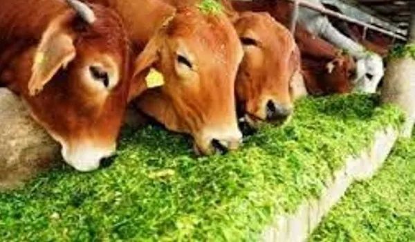 मुरादाबाद : अब ग्राम पंचायतें करेंगी गोशालाओं में चारे की व्यवस्था