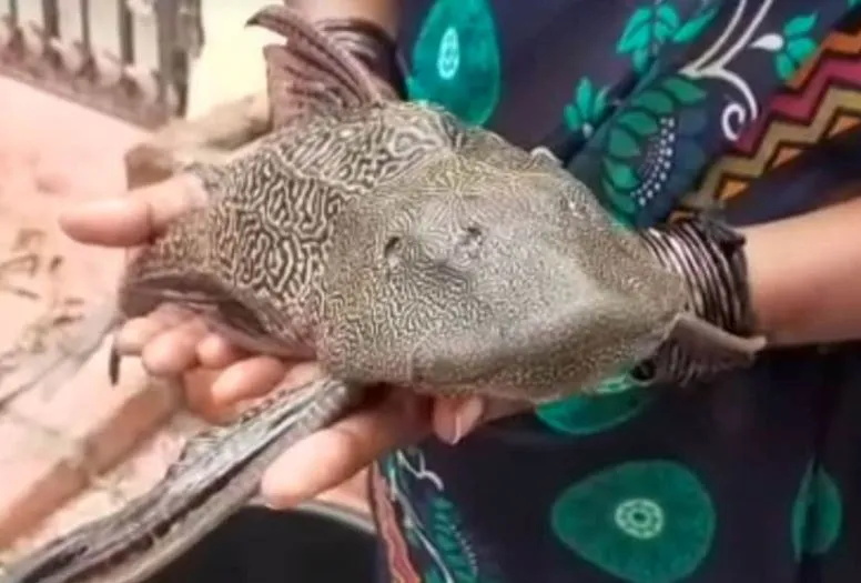 बाढ़ के पानी में मिली ‘डेविल फिश’, देखकर आंखों पर नहीं होगा यकीन, सोशल मीडिया पर तस्वीरें हुईं वायरल