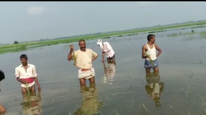 बहराइच: खेतों में पहुंची सरयू नहर का पानी, फसल हुई बर्बाद
