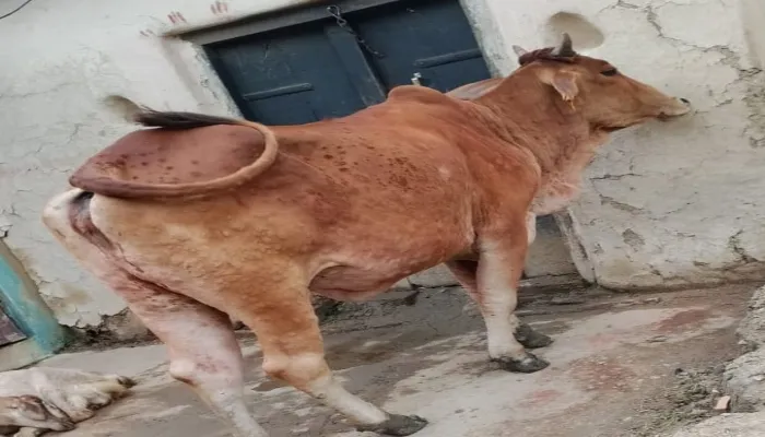 हमीरपुर: गाय में मिले लंपी वायरस जैसे लक्षण, शुरू हुआ उपचार