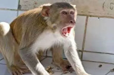 आगरा: ताजमहल में स्पेनिश महिला को बन्दर ने काटा, पहले भी हो चुकी हैं कई घटनाएं