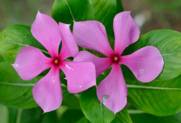 सदाबहार का फूल इन बीमारियों को शरीर से करता है दूर, जानें इसके असरदार फायदे