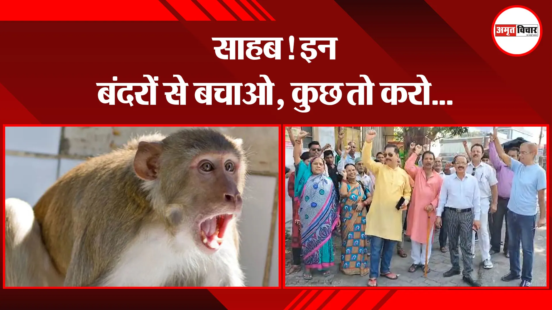 हल्द्वानी: साहब! इन बंदरों से बचाओ, कुछ तो करो…