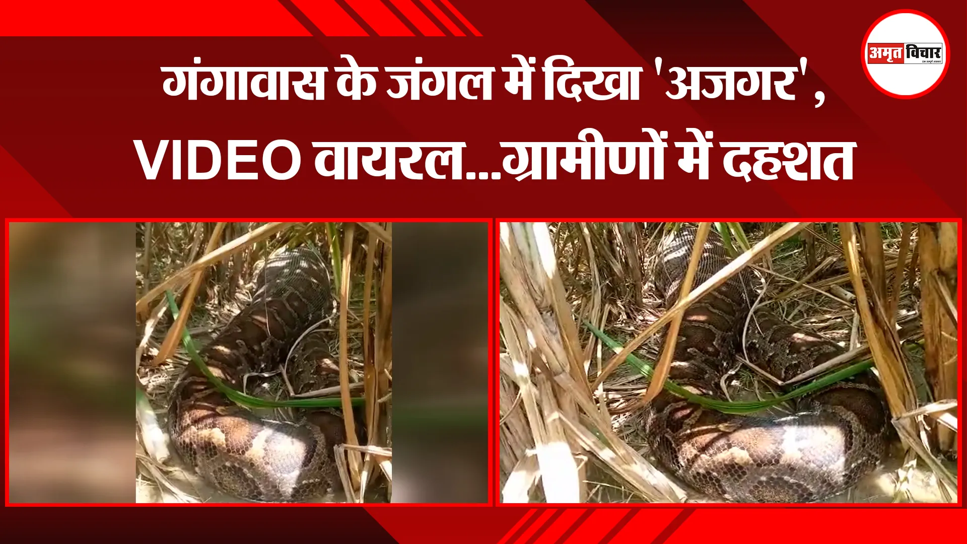संभल: गंगावास के जंगल में दिखा ‘अजगर’, VIDEO वायरल…ग्रामीणों में दहशत