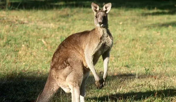 Australia: पालतू कंगारू ने ली मालिक की जान, 86 साल पहले भी हुआ था ऐसा हमला