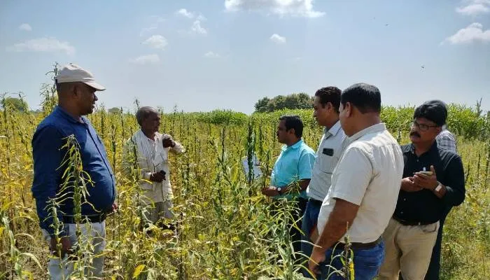 हमीरपुर: कृषि वैज्ञानिकों के दल ने तिल की जीटी 6 प्रजाति का परीक्षण कर किसानों को किया जागरूक