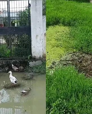 बहराइच: यहां जलभराव के बीच शिक्षा ग्रहण करने जाते हैं नौनिहाल