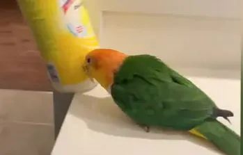 Viral Video: तोते ने की ऐसी बदमाशी, लोग देखकर हुए हैरान, देखें वायरल वीडियो