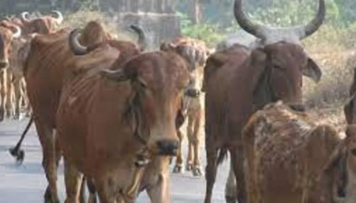 अयोध्या: छुट्टा मवेशियों की समस्या को लेकर पूर्व प्रधान ने दिया शिकायती पत्र