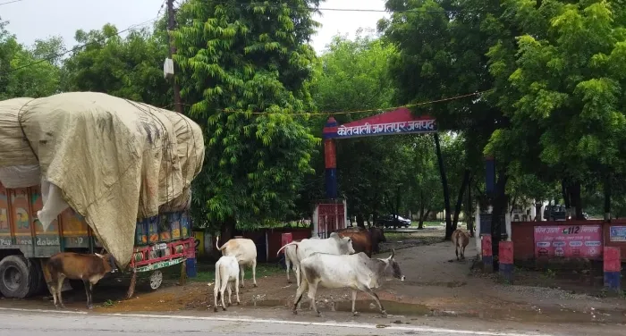 रायबरेली: कोतवाली में घुसा मवेशियों का झुंड, मचा हड़कंप