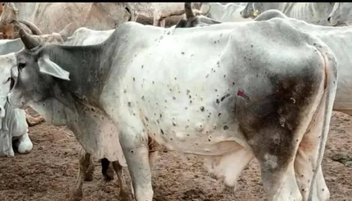बिजनौर: जिले में लंपी का बढ़ रहा खतरा, वायरस से तीन गोवंशों की मौत, 25 बीमार