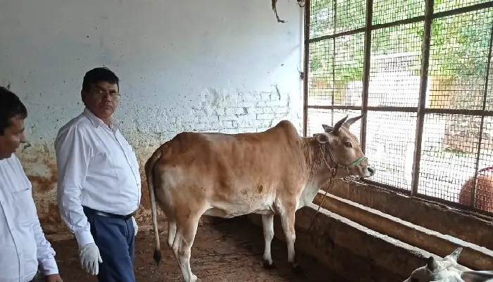 बहराइच : गोशाला में मिले लंपी वायरस के चार मवेशी, चल रहा इलाज