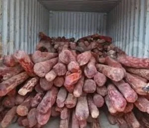 हल्द्वानी: वन विभाग के नाक के नीचे चंदन ले उड़े तस्कर