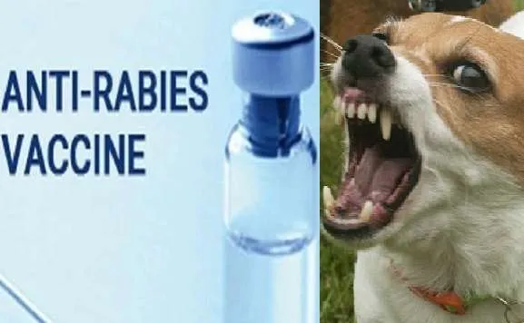 हल्द्वानी: बेस अस्पताल में रेबीज का इंजेक्शन खत्म