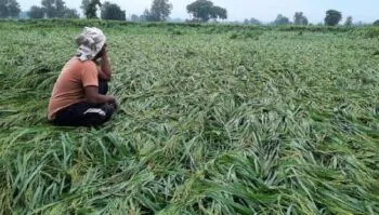 हल्द्वानी: बारिश की मार से किसान परेशान, मुआवजा मांगा