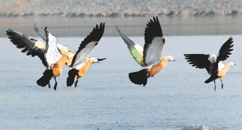 हल्द्वानी: प्रवासी पक्षी के होंगे दीदार पर इलाका और समय सीमित