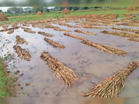 अल्मोड़ा: बारिश बनी परेशानी का सबब, धान, दलहनी फसलों व जानवरों के लिए एकत्रित पुवाल को नुकसान