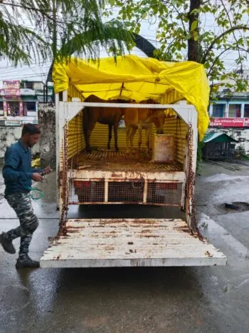 हल्द्वानी: शहर में निराश्रित घोड़ों को सेंट्रल होम भेजेगा नगर निगम