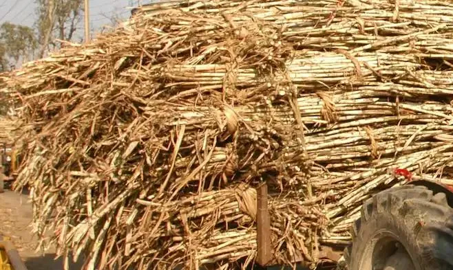 बरेली: बकाया भुगतान किया नहीं और केसर शुगर मिल में पेराई सत्र शुरू