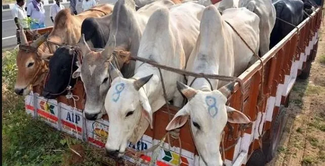 बरेली: 50 गोतस्करों पर रिपोर्ट, 112 पर गुंडा एक्ट लगाया
