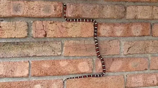 Video: जब दीवार पर चढ़ने लगा सांप, वीडियो देख लोग बोले- O Teri! ये तो Nokia वाला है