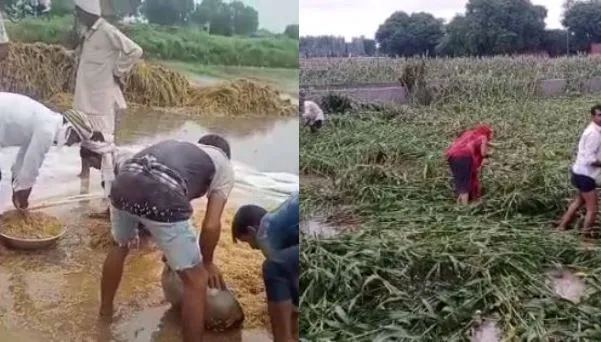 मथुरा: बारिश ने किसानों की तोड़ी कमर, फसलों का हुआ भारी नुकसान