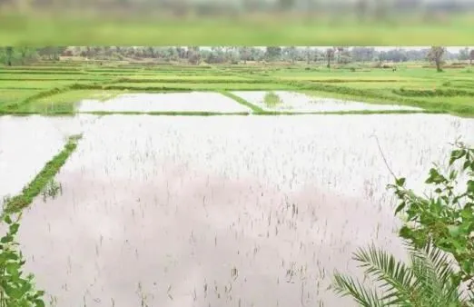 बरेली: 62 लाख हेक्टेयर धान की फसल हो जाएगी बर्बाद, चावल को तरसेंगे लोग