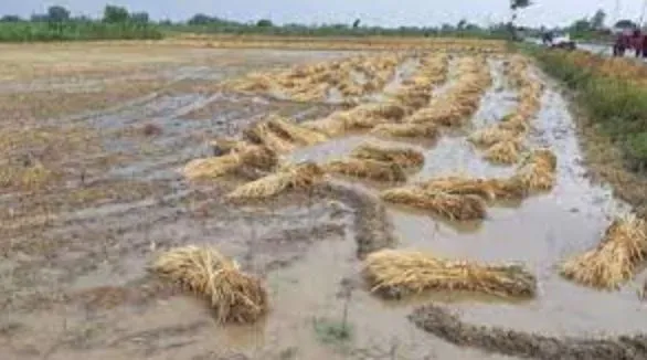 बेमौसम बारिश से छोटे किसान प्रभावित, फसल बीमा योजना दे रही है सुरक्षा: तोमर