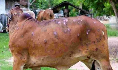 संभल: लंपी की चपेट में आने से दो गांव में नौ गोवंशीय पशुओं की मौत