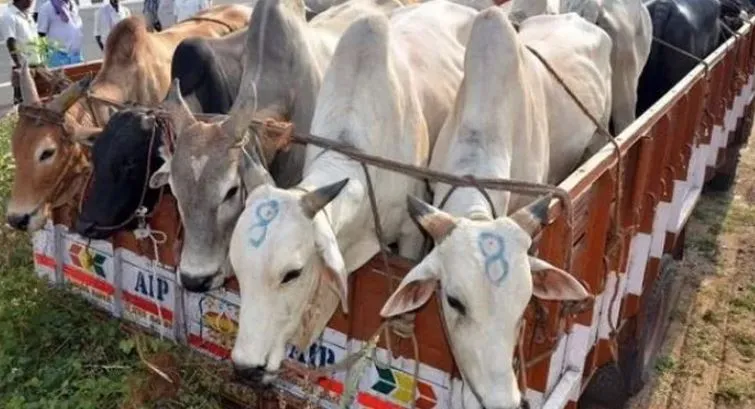 बरेलीः रेंज में पशु तस्करों की 5.71 करोड़ रुपये की संपत्ति सीज, मुख्यमंत्री के आदेश के बाद चला था अभियान