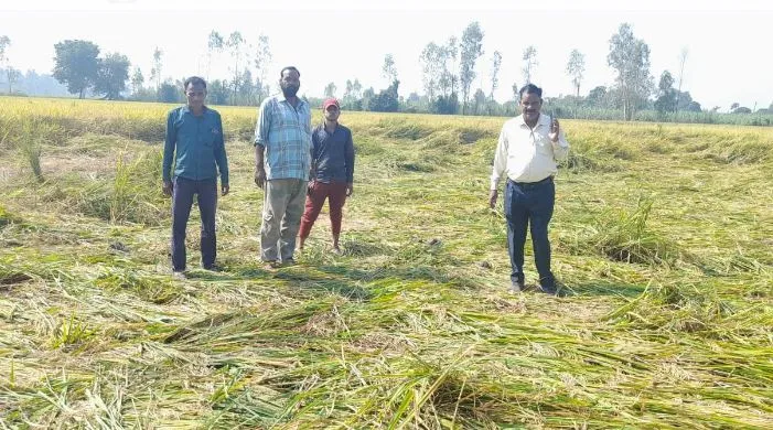 शाहजहांपुर: रायपुर में हाथियों ने उजाड़ दी 24 बीघा धान की फसल